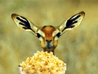 [Image: popcorn-deer-eating.gif]